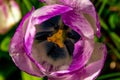 Violet tulip flower topdown