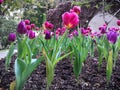 Violet Tulip and Pink Tulip