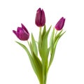 Violet tulip purple