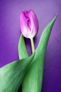Violet tulip.