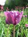 Violet Tulip (Tulipa - Gavota - Triumph Tulip) Royalty Free Stock Photo