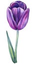 Violet tulip on a white background. Spring flower. Watercolor illustration. Purple floral design element Royalty Free Stock Photo