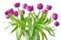 Violet tulips