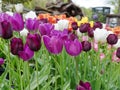 Violet tulips in Amsterdam Neatherlands Royalty Free Stock Photo
