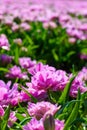 Violet tulips close up in Holland gardens , spring time flowers Royalty Free Stock Photo