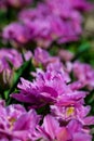 Violet tulips close up in Holland gardens , spring time flowers Royalty Free Stock Photo