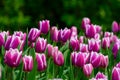 Violet tulips close up in Holland , spring time flowers in Keukenhof