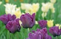 Violet tulips in garden