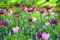 Violet tulips, in spring, under the bright sun in the garden of Keukenhof-Lisse, Netherlands