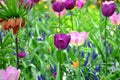 Violet tulips, in spring, under the bright sun in the garden of Keukenhof-Lisse, Netherlands