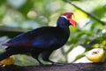 Violet Turaco Royalty Free Stock Photo