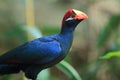 Violet turaco Royalty Free Stock Photo