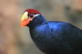 Violet turaco Royalty Free Stock Photo