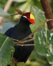 The violet turaco, also known as the violaceous plantain eater,is a large turaco, a group of African otidimorphae