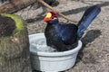 Violet Turaco Bathing Royalty Free Stock Photo