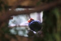 Violet turaco Royalty Free Stock Photo
