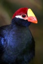 Violet Turaco Bird Royalty Free Stock Photo
