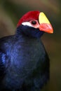Violet Turaco Bird