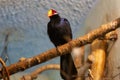 The violet turaco bird Royalty Free Stock Photo