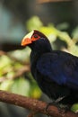 The violet turaco bird, also known as the violaceous plantain eater,is a large turaco, a group of African otidimorphae