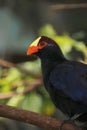 violet turaco bird, also known as the violaceous plantain eater,is a large turaco, a group of African otidimorphae