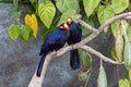 The violet turaco bird, also known as the violaceous plantain eater Musophaga violacea in West Africa show its beautiful purple