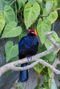 The violet turaco bird, also known as the violaceous plantain eater Musophaga violacea in West Africa show its beautiful purple