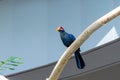 The violet turaco bird, also known as the violaceous plantain eater Musophaga violacea in West Africa show its beautiful purple