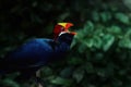 Violet Turaco bird Royalty Free Stock Photo