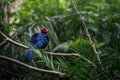 Violet Turaco bird Royalty Free Stock Photo