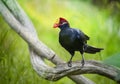 Violet turaco on a branch Royalty Free Stock Photo