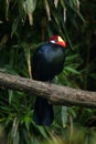 Violet turaco Musophaga violacea