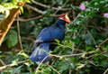 Violet Turaco (Musophaga violacea) Royalty Free Stock Photo