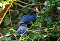 Violet Turaco (Musophaga violacea)