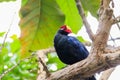 Violet Turaco perched on a tree branch Royalty Free Stock Photo