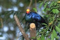 Violet turaco Royalty Free Stock Photo