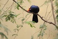 Violet turaco Royalty Free Stock Photo