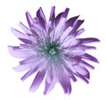 Violet-turquoise flower dandelion, garden flower, white isolated background with clipping path. Closeup. no shadows. Royalty Free Stock Photo