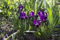 Violet undersized irises blossom in the garden against the background of other flowers Royalty Free Stock Photo