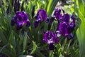 Violet undersized irises blossom in the garden against the background of other flowers Royalty Free Stock Photo