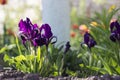 Low-bred maroon spring irises in the garden. Growing burgundy flowers Royalty Free Stock Photo