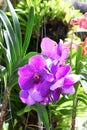 Violet Vanda orchid