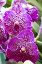 Violet Vanda Orchid