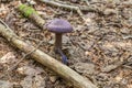 Violet veil mushroom cortinarius violaceus in a forest grows from leaves, Germany