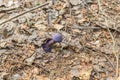 Violet veil mushroom cortinarius violaceus in a forest grows from leaves, Germany