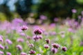 Violet verbena flowers