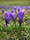 Violet very peri crocus flowers. Springtime natural outdoor vertical image background. Royalty Free Stock Photo