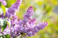 Violet vibrant lilac bush with blooming buds in spring garden Royalty Free Stock Photo