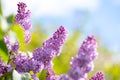 Violet vibrant lilac bush with blooming buds in spring garden Royalty Free Stock Photo