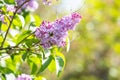 Violet vibrant lilac bush with blooming buds in spring garden Royalty Free Stock Photo